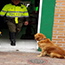 Drug Detection Dogs